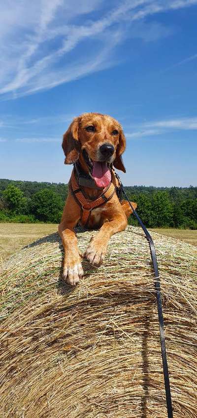 Immer der Nase nach - die schönsten Jagdhund-Bilder-Beitrag-Bild