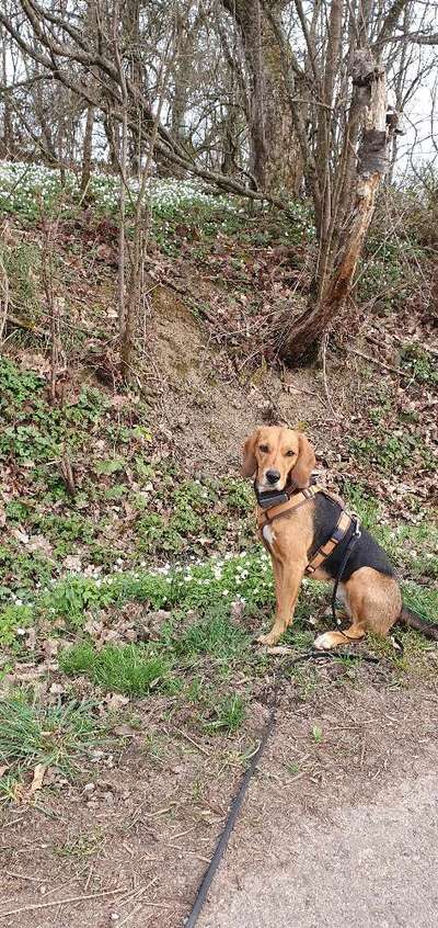 Auslandstierschutz-Beitrag-Bild