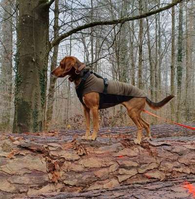 Pullover für kleine Hunde-Beitrag-Bild