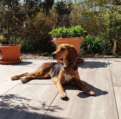 Podencomischling oder Podenco-Beitrag-Bild