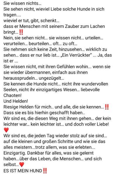 TierschutzhundeStammtisch🐕-Beitrag-Bild