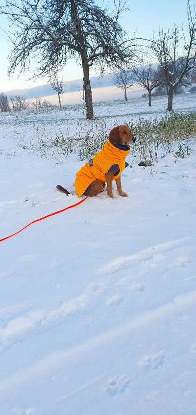 Hundekleidung - Top oder Flop-Beitrag-Bild