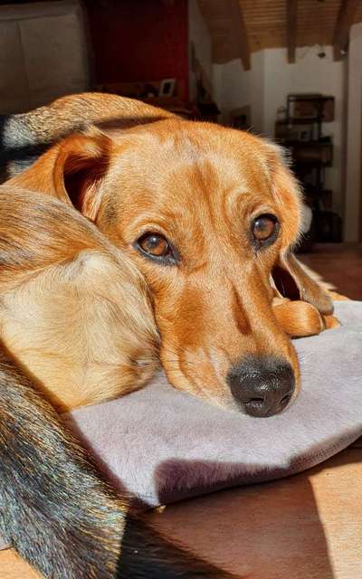 Die Augen Deines Hundes-Beitrag-Bild