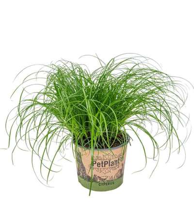 Katzengras für Hunde?-Beitrag-Bild