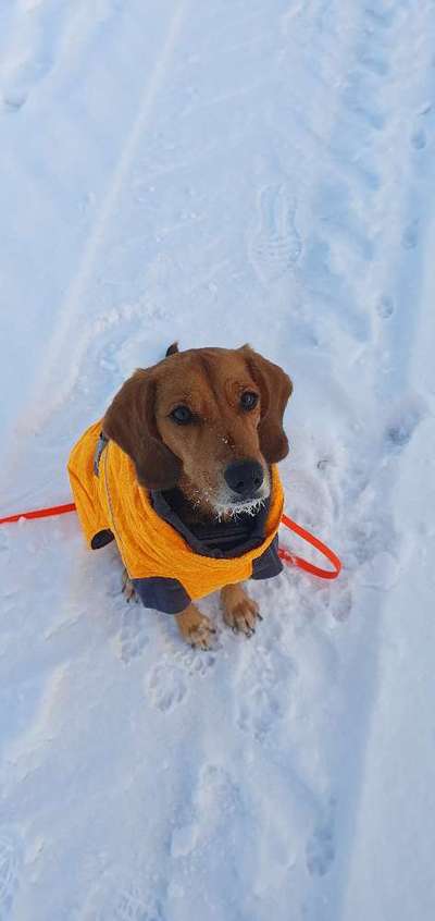 Hundekleidung - Top oder Flop-Beitrag-Bild