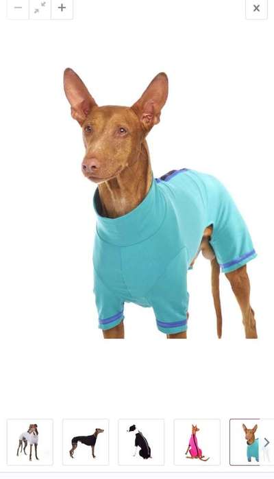 Hundekleidung - Top oder Flop-Beitrag-Bild