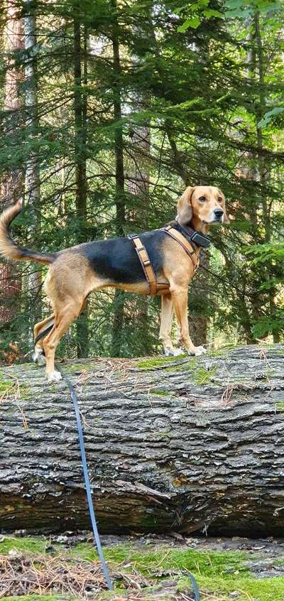 TierschutzhundeStammtisch🐕-Beitrag-Bild