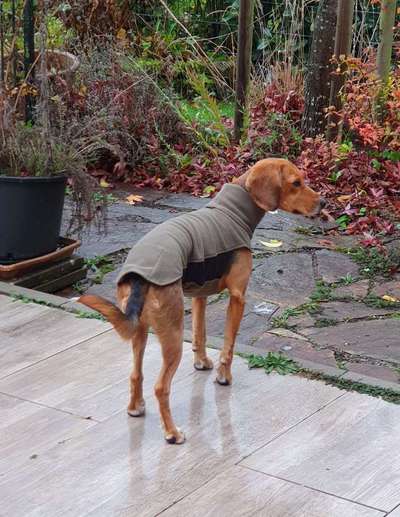 Hundekleidung - Top oder Flop-Beitrag-Bild