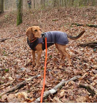 Pullover für kleine Hunde-Beitrag-Bild