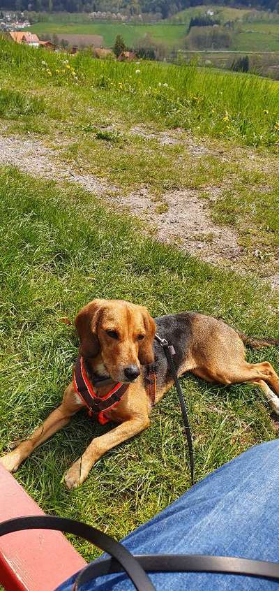 Hund aus dem Spanischen Tierschutz-Beitrag-Bild