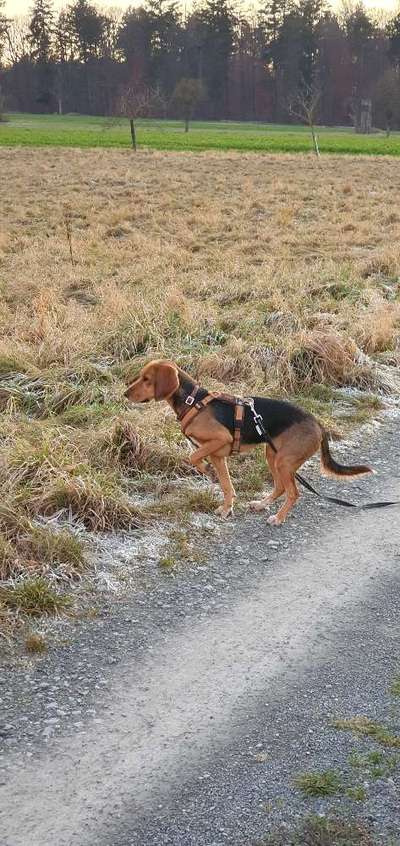 TierschutzhundeStammtisch🐕-Beitrag-Bild