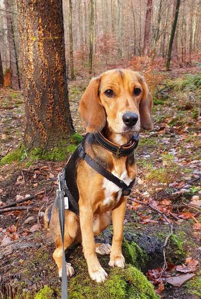 Die Dogorama Kalender Challenge Teil 1/4-Beitrag-Bild