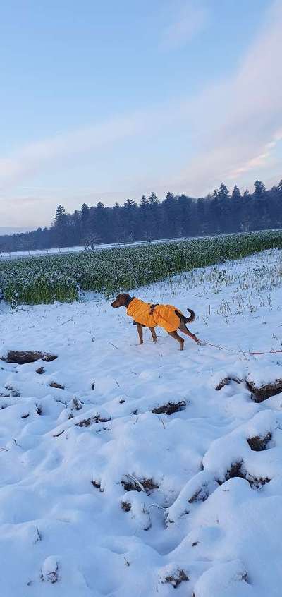 Hundekleidung - Top oder Flop-Beitrag-Bild