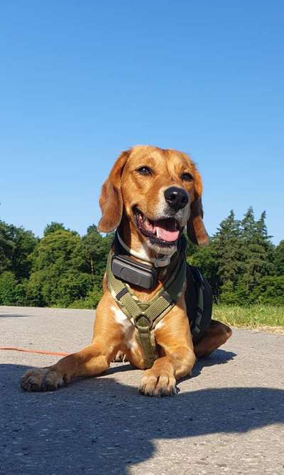 Schlappohren Suche <3-Beitrag-Bild