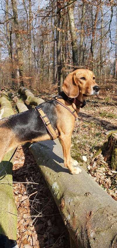 Die Augen Deines Hundes-Beitrag-Bild