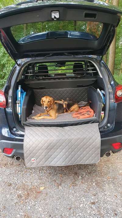 DEIN prefektes Hundeauto-Beitrag-Bild