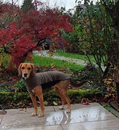 Hundekleidung - Top oder Flop-Beitrag-Bild