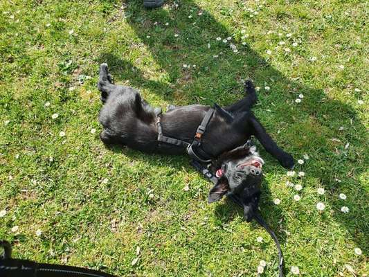 Challenge 23 : "  Euer Hund beim Frühlingserwachen "-Beitrag-Bild