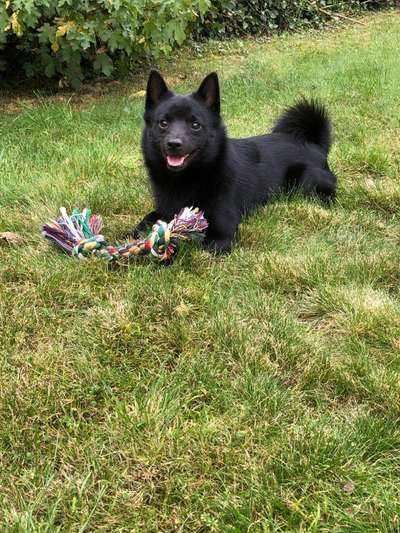 Seltene Rassen!-Beitrag-Bild