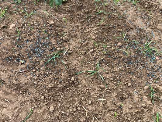 Giftköder-Blaukorn auf dem neuen Erdbeerfeld!-Bild