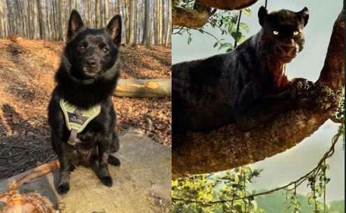 Wie heißt dein Hund?-Beitrag-Bild