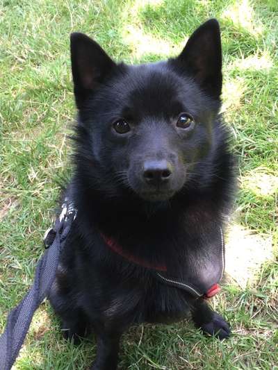 Dogorama Photo Challenge - Hundeblick zum hinschmelzen-Beitrag-Bild