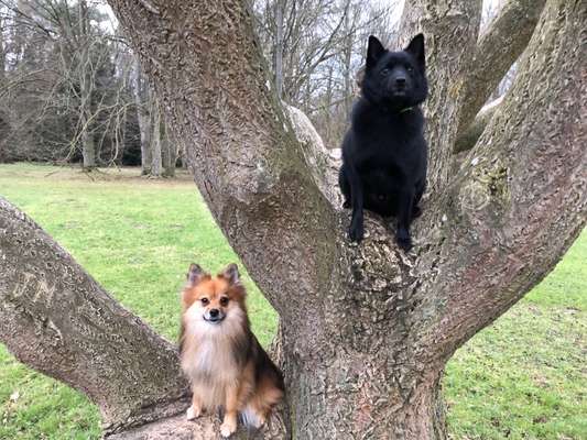 Spitzname(n) Deines Hundes-Beitrag-Bild