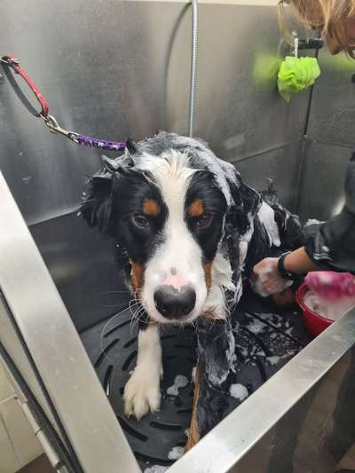 Dogorama-Monats-Challenge-Mai "Wasser"-Beitrag-Bild