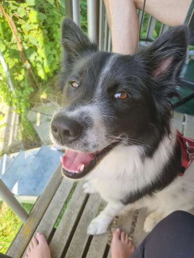 Hundetreffen-Gemeinsames Gassigehen-Bild