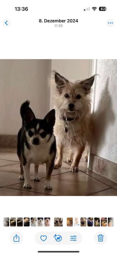 Hundetreffen-Gassirunden mit älteren Hunden-Bild
