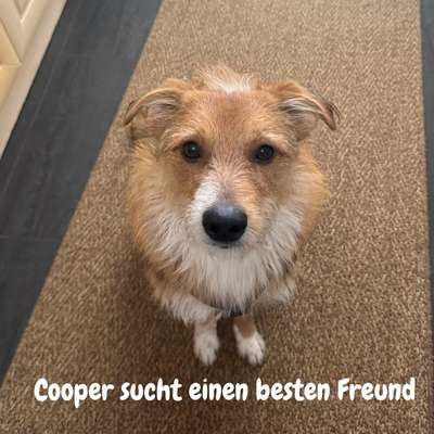 Hundetreffen-Cooper sucht einen besten Freund-Bild
