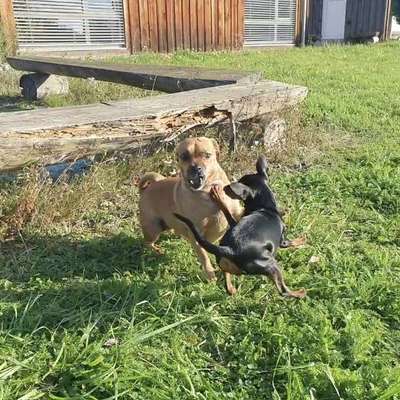 Hundetreffen-Kleinhunde und Junghundetreffen in Velbert und Umgebung-Bild