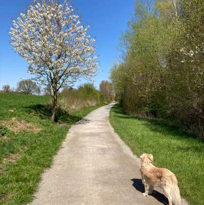 Hundetreffen-Spaziergang-Bild