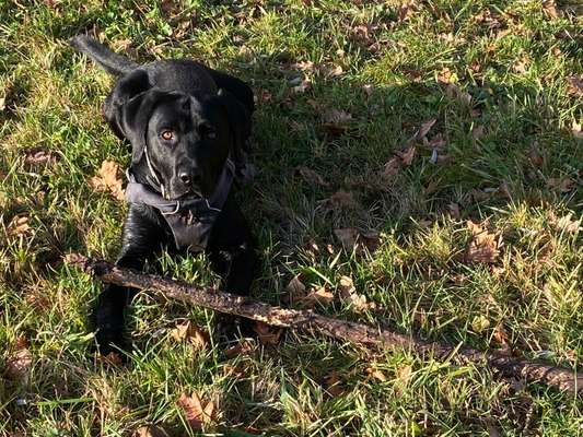 Hundetreffen-Gemeinsames Gassi gehen-Bild