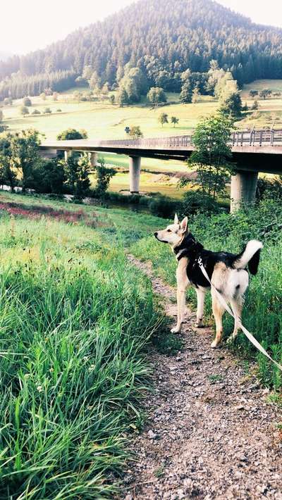 Mischlinge raten - Rätselspaß-Beitrag-Bild