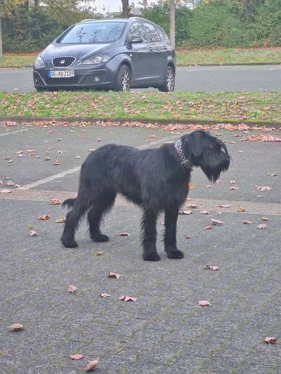 Wo sind die Riesenschnauzer?-Beitrag-Bild