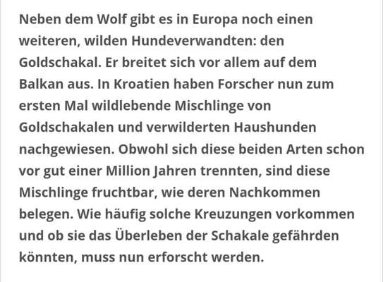 Ängstliche und gestresste Hündin kastrieren lassen?-Beitrag-Bild