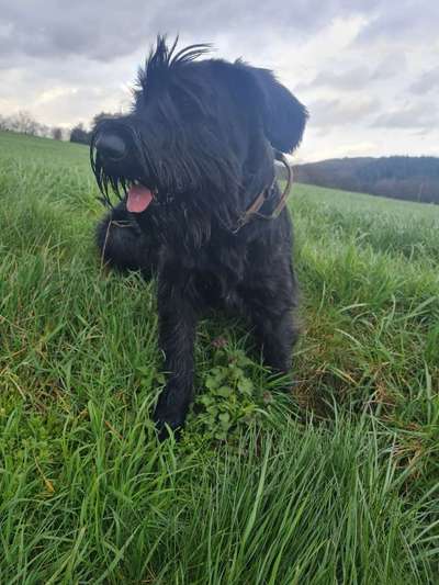 Wo sind die Riesenschnauzer?-Beitrag-Bild