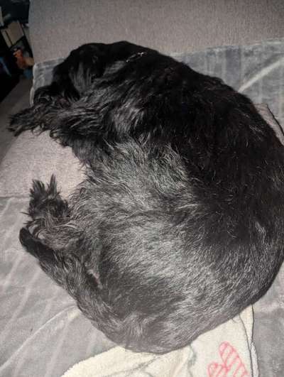 Fake News in der Hundewelt-Beitrag-Bild