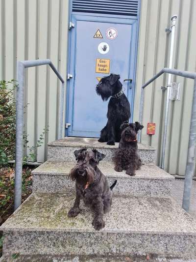 Wo sind die Riesenschnauzer?-Beitrag-Bild