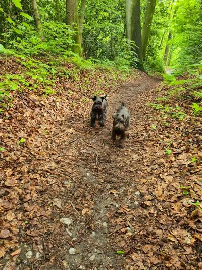 Zwergschnauzer gesucht-Beitrag-Bild