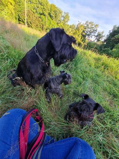 Wo sind die Riesenschnauzer?-Beitrag-Bild