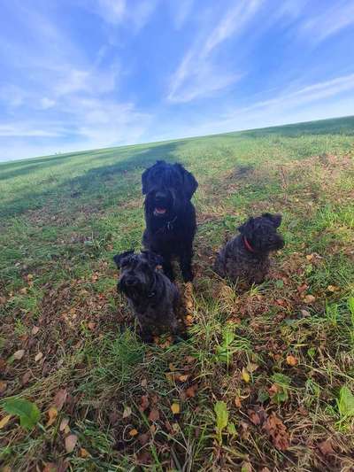 Zwergschnauzer gesucht-Beitrag-Bild