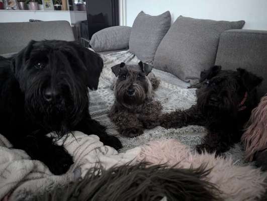 Hündin knurrt bei Leckerli weg nehmen..-Beitrag-Bild