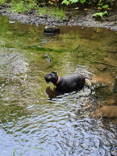 Zwergschnauzer gesucht-Beitrag-Bild