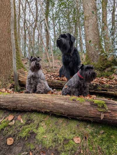 Spitzname(n) Deines Hundes-Beitrag-Bild