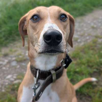 Griechischer Hasenhund-Beitrag-Bild