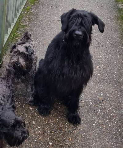 Wo sind die Riesenschnauzer?-Beitrag-Bild