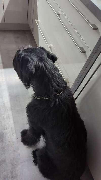 Wie oft Gassi?-Beitrag-Bild