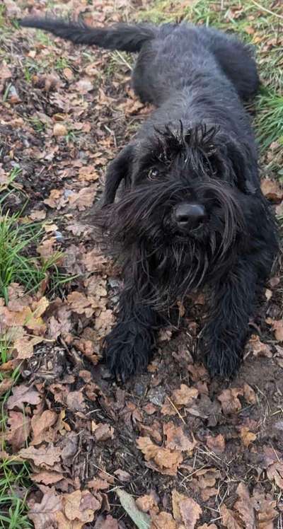 Die lustige Welt der Hunde-Mimik :)-Beitrag-Bild